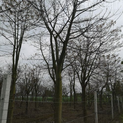 異木棉圖片 異木棉圖片