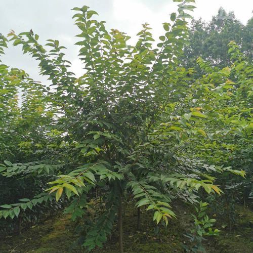 東京櫻花圖片 東京櫻花圖片