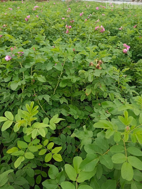 玫瑰圖片 玫瑰圖片