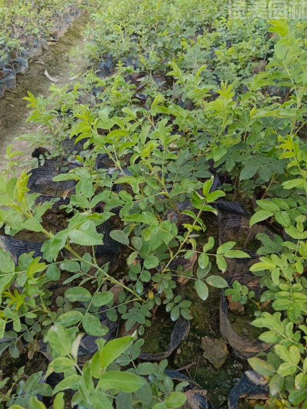 玫瑰圖片 玫瑰圖片