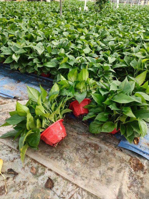 綠蘿圖片 綠蘿圖片