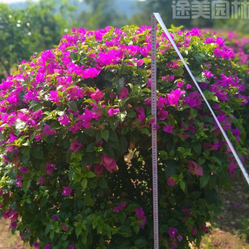 三角梅圖片 三角梅圖片