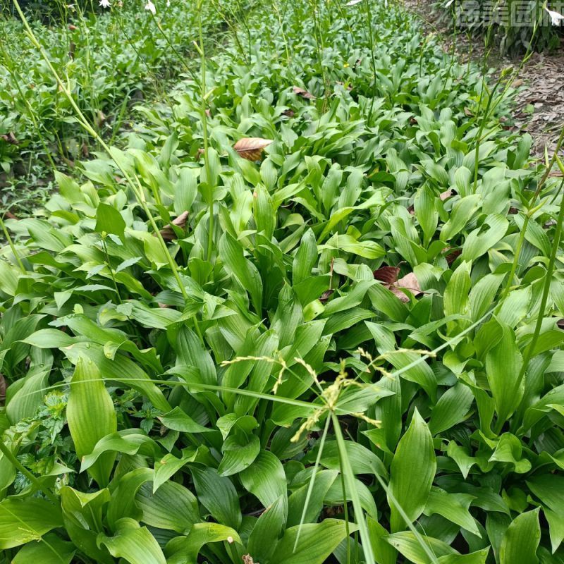 玉簪圖片 玉簪圖片