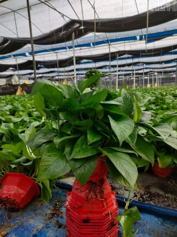 綠蘿圖片 綠蘿圖片