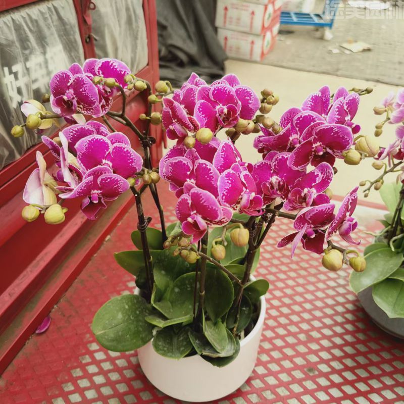 蝴蝶蘭圖片 蝴蝶蘭圖片