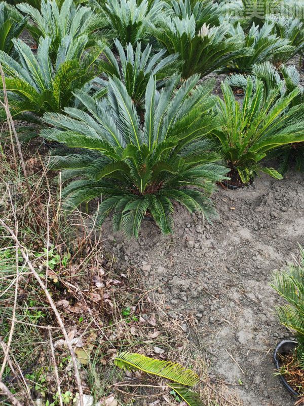 鐵樹圖片 鐵樹圖片