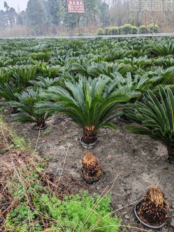 鐵樹圖片 鐵樹圖片