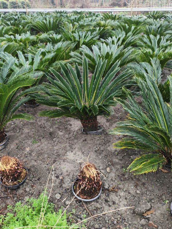 鐵樹圖片 鐵樹圖片