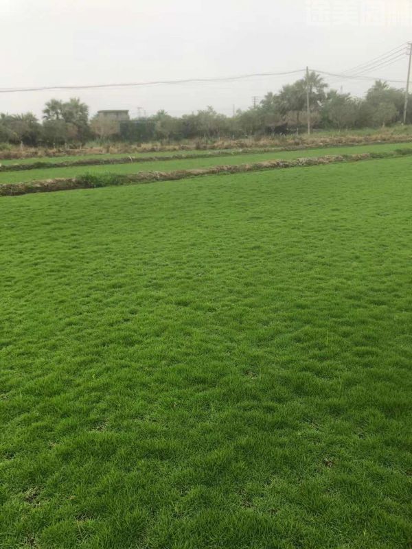 草坪圖片 草坪圖片