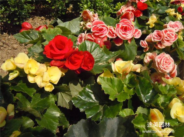 玫瑰海棠 玫瑰海棠