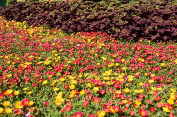 太陽(yáng)花圖片(又名大花馬齒莧)