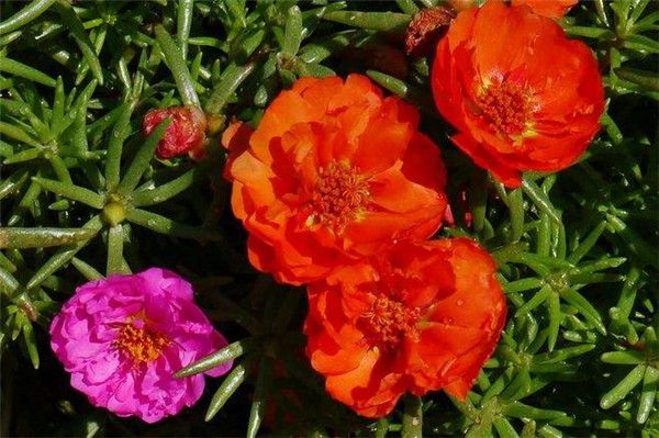 太陽(yáng)花圖片(又名大花馬齒莧)