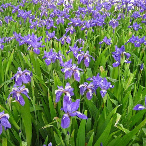 鳶尾基地實(shí)拍鳶尾圖片