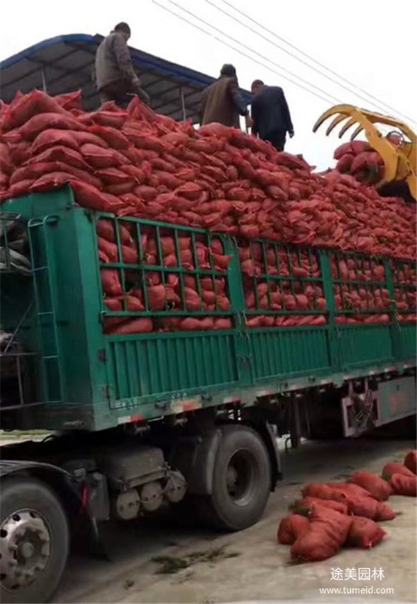 草坪種子多少錢一斤,草坪種子批發(fā)多少錢?