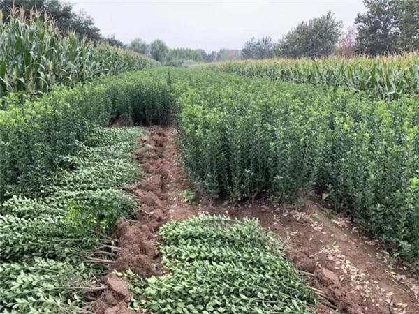 小葉黃楊和瓜子黃楊有什么區別?