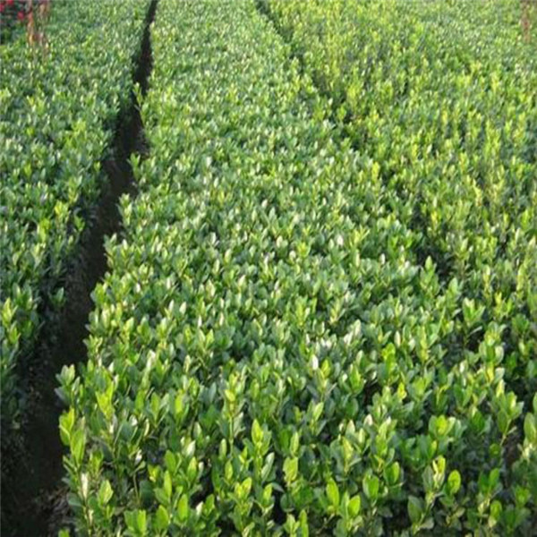 40公分50公分小葉黃楊報(bào)價(jià)是多少？