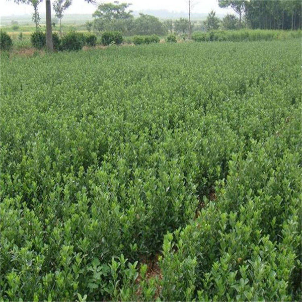 大葉黃楊 大葉黃楊