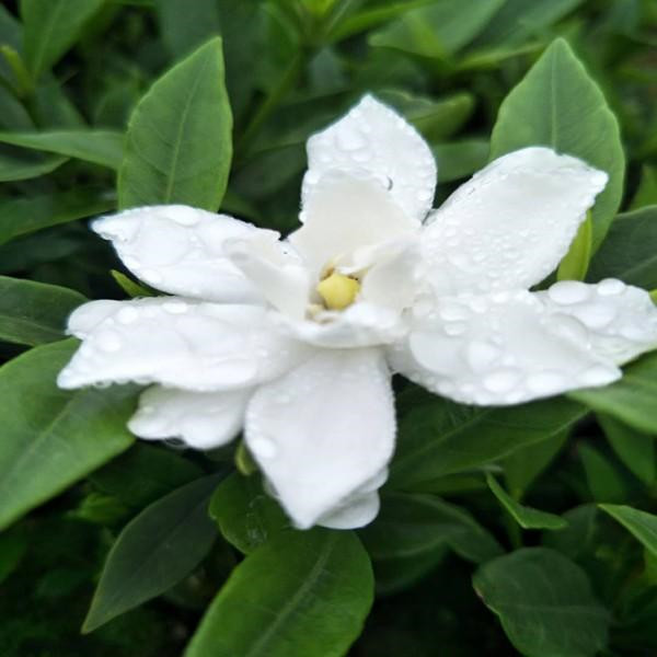 大葉梔子 大葉梔子