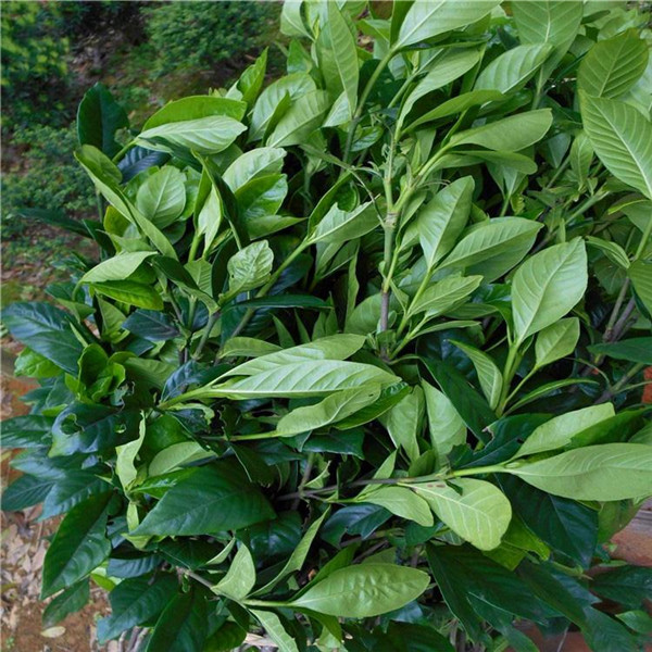 梔子花和大葉梔子有什么區(qū)別?