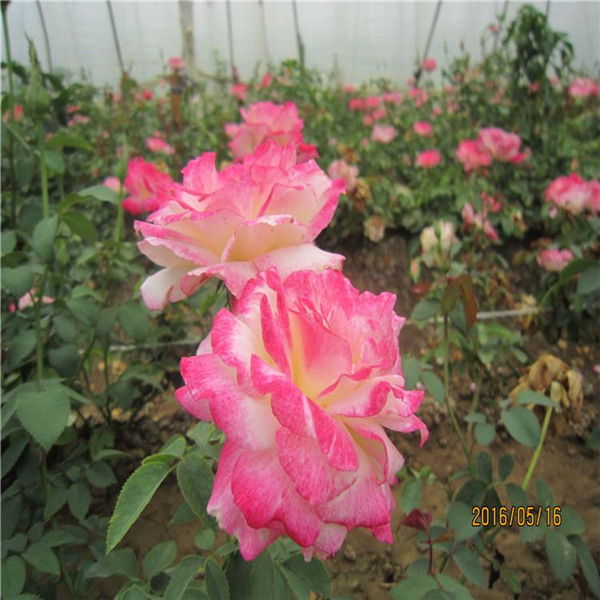 花期最長的爬藤月季有哪些?