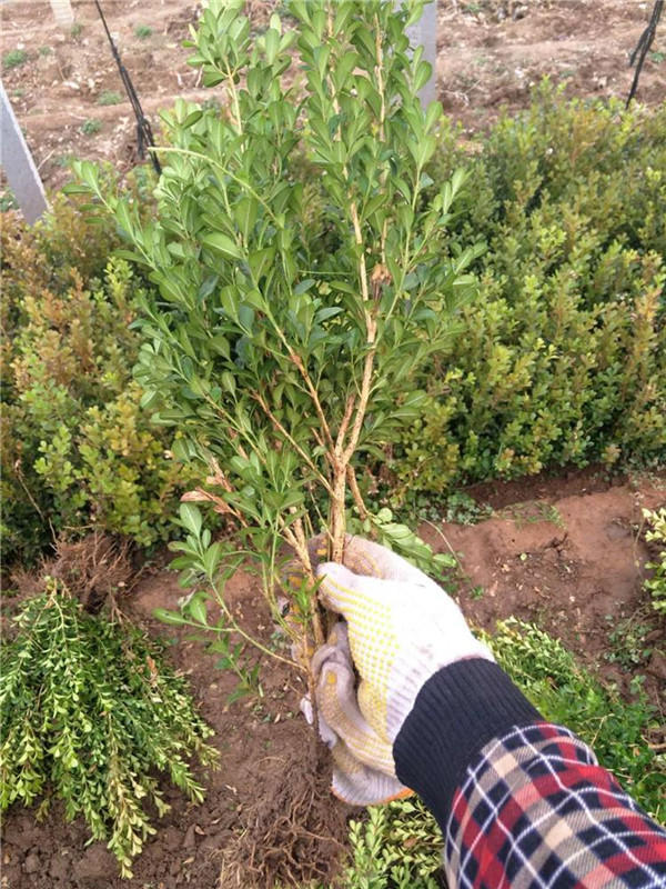 小葉黃楊和瓜子黃楊有什么區別?