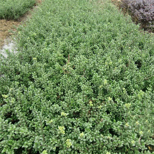 龜甲冬青 龜甲冬青