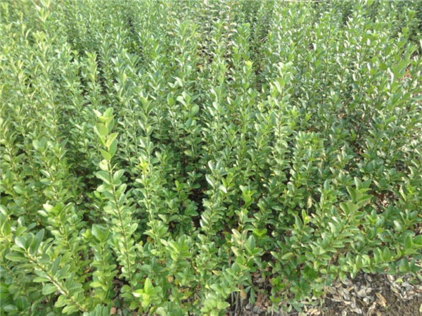 膠東衛矛 膠東衛矛