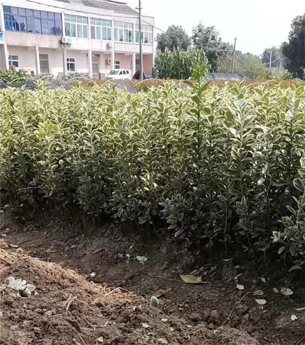 金邊黃楊 金邊黃楊