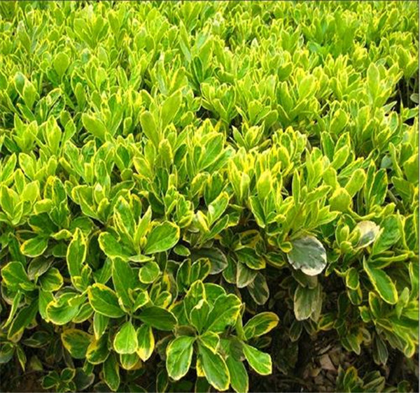 金心黃楊 金心黃楊