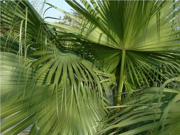 圓葉蒲葵基地實拍圖片