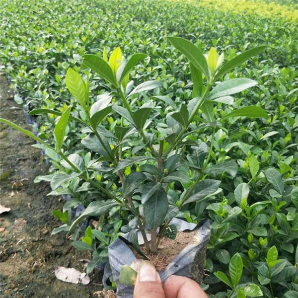 梔子花和大葉梔子有什么區(qū)別?