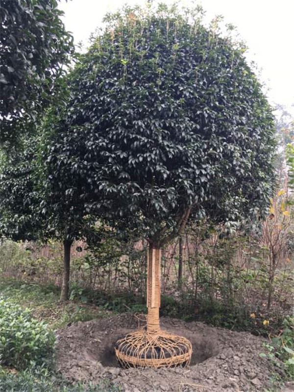 如何辨別八月桂和四季桂?