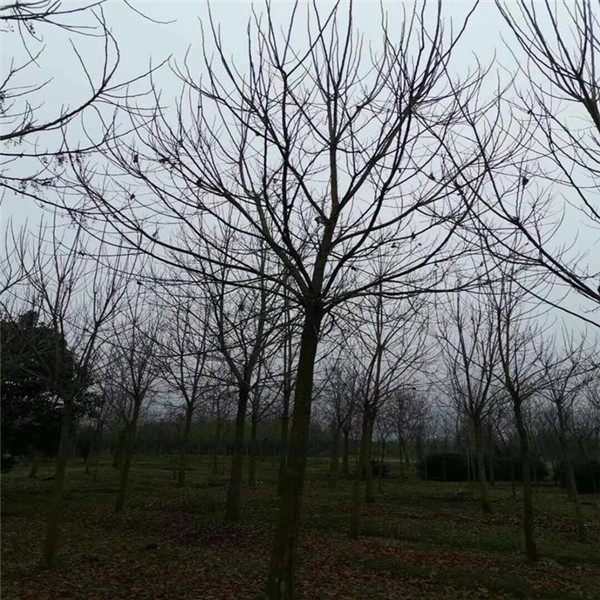 重陽(yáng)木基地實(shí)拍圖