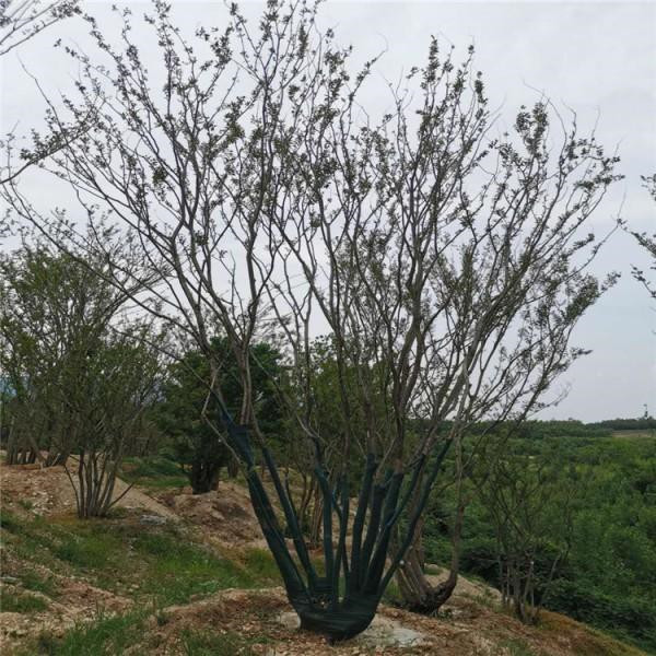 叢生樸樹和樸樹有什么區別?