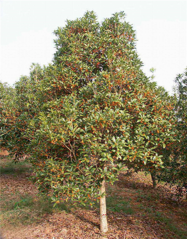 丹桂不開花的原因是什么?