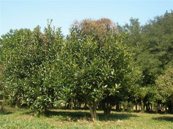 大葉冬青 大葉冬青