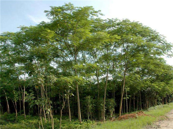 購買綠化苗木須知,苗木供銷合同普及