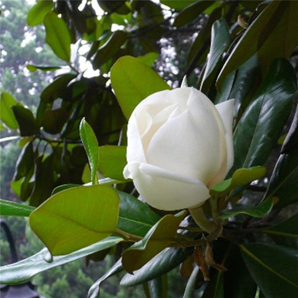 落葉小喬木指哪些品種?