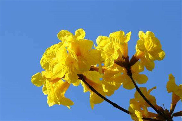 黃花風(fēng)鈴木圖片