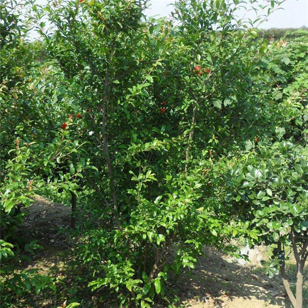 小區(qū)綠化苗木品種有哪些?