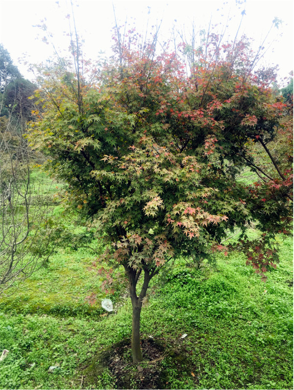 10公分雞爪槭批發(fā)價格?