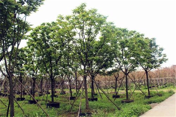 綠化苗木成都到貴州的運費大概多少錢？