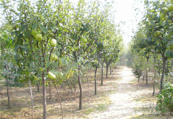 木瓜海棠 木瓜海棠