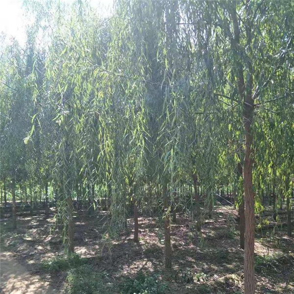 青皮垂柳 青皮垂柳