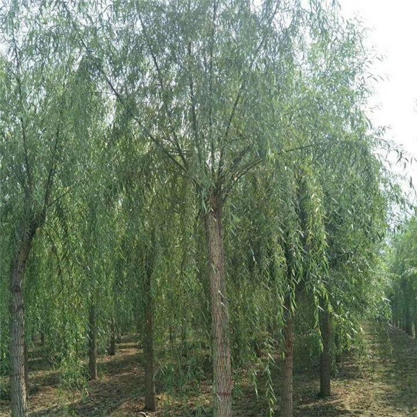 垂柳6月份可以種植嗎?