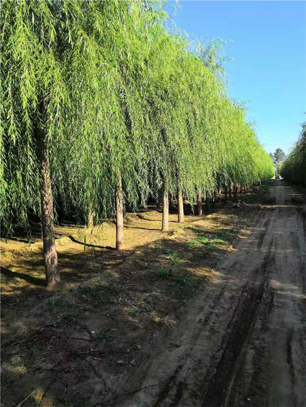 垂柳6月份可以種植嗎?