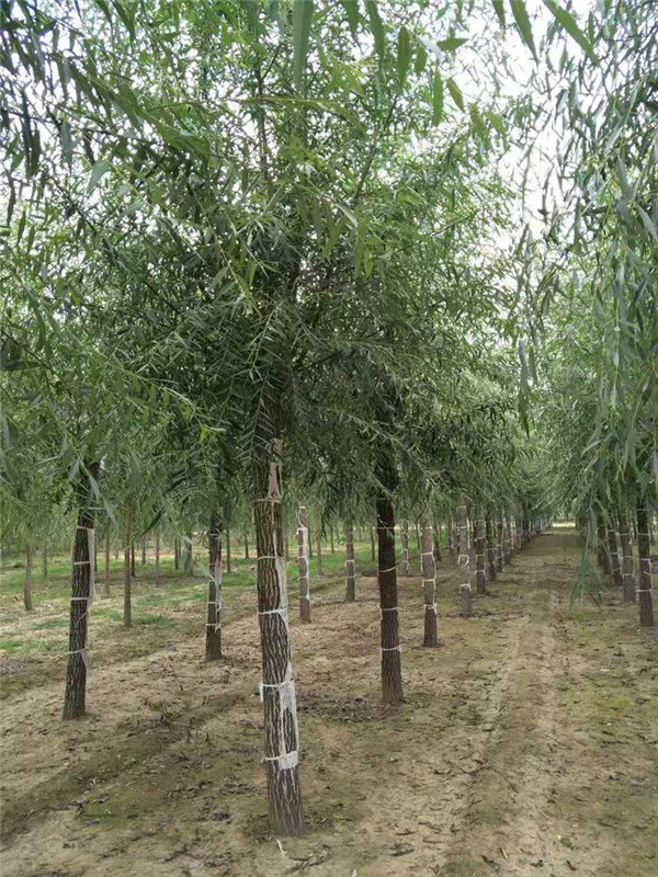 垂柳6月份可以種植嗎?