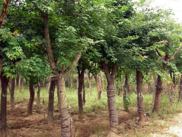 五角楓古樁 五角楓古樁