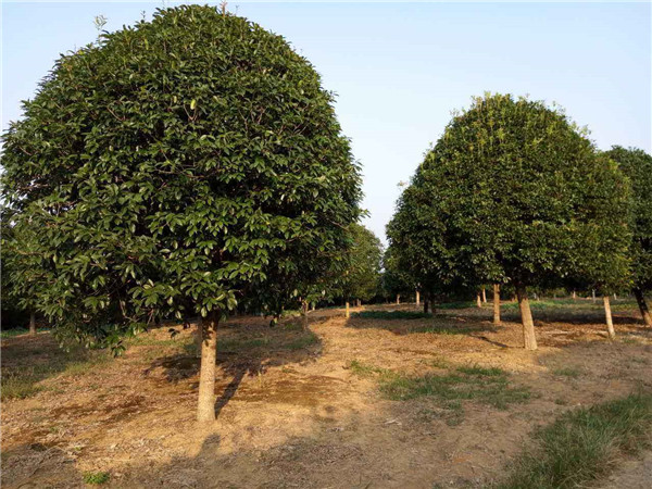 16公分銀桂樹(shù)圖片