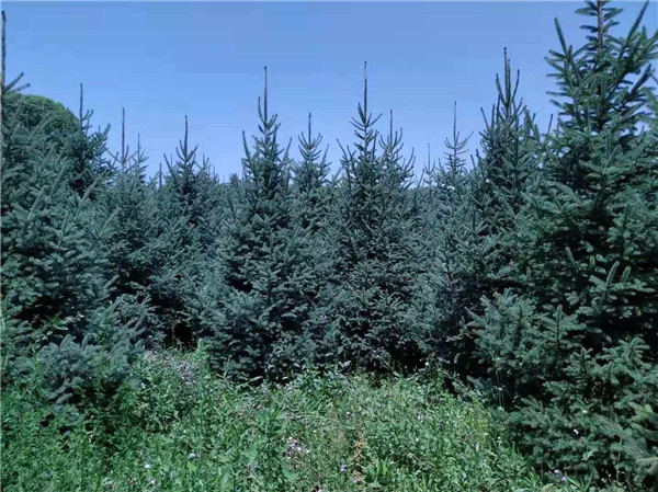 20公分水杉樹批發報價 成都水杉樹最低價格?